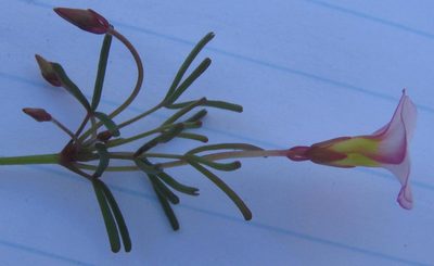Oxalis goniorhiza, photographed by douglaseustonbrown