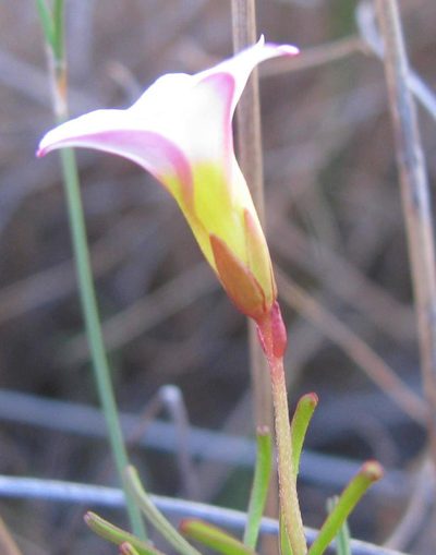 Oxalis goniorhiza, photographed by douglaseustonbrown