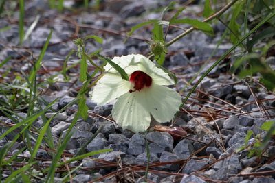 Sabdariffa aculeata, photographed by Kim