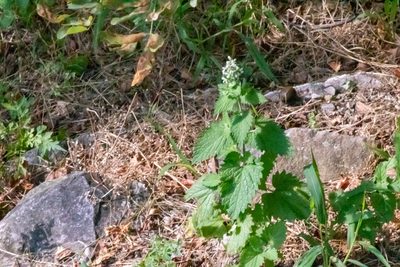 Nepeta cataria, photographed by Ian Wolfe
