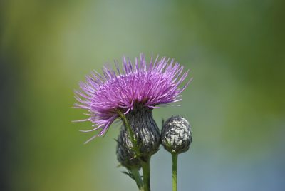 Cirsium muticum, photographed by Skyler Principe