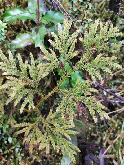 Austrolycopodium paniculatum, photographed by Inao Vasquez