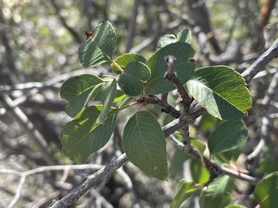 Amelanchier utahensis, photographed by Bobby McCabe