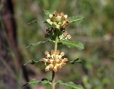 Asclepias obovata, photographed by Kim
