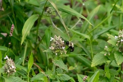 Nepeta cataria, photographed by Ian Wolfe