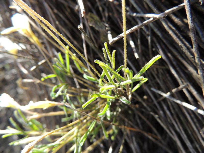 Oxalis argyrophylla, photographed by Jacques van der Merwe