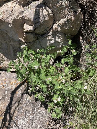 Phacelia rupestris, photographed by Cecelia Alexander