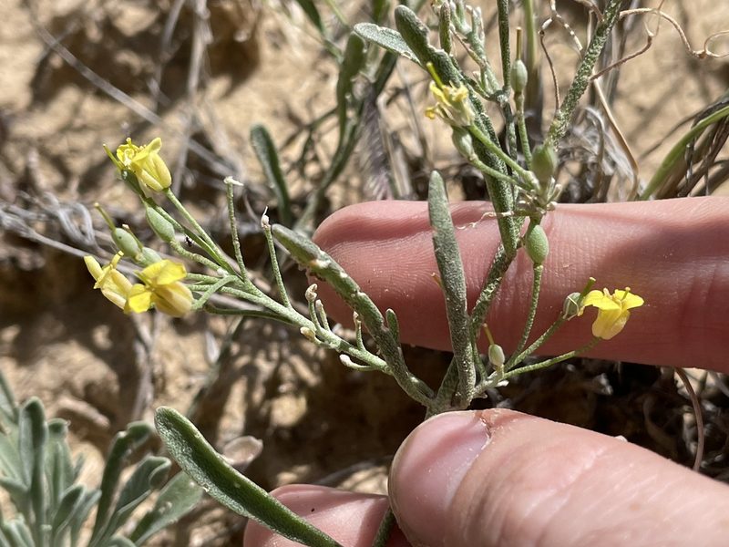 Physaria rectipes, photographed by Bobby McCabe