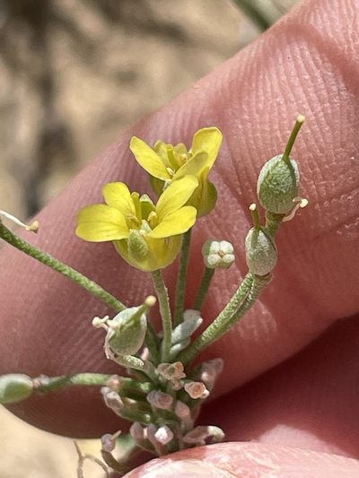 Physaria rectipes, photographed by Bobby McCabe