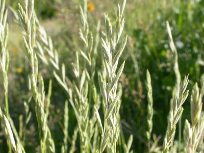 Elymus lanceolatus, photographed by Matt Lavin