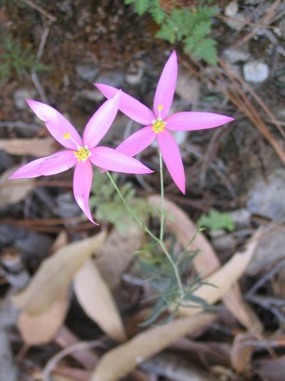 Gyrandra tenuifolia, photographed by Viacheslav Shalisko