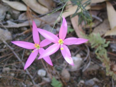 Gyrandra tenuifolia, photographed by Viacheslav Shalisko