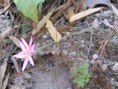 Gyrandra tenuifolia, photographed by Viacheslav Shalisko