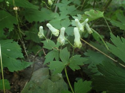 Aconitum reclinatum, photographed by John Baur