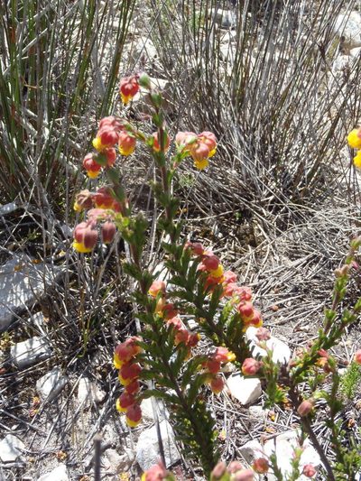 Hermannia concinnifolia, photographed by Nicola van Berkel