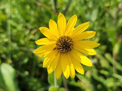 Helianthus mollis, photographed by Elias