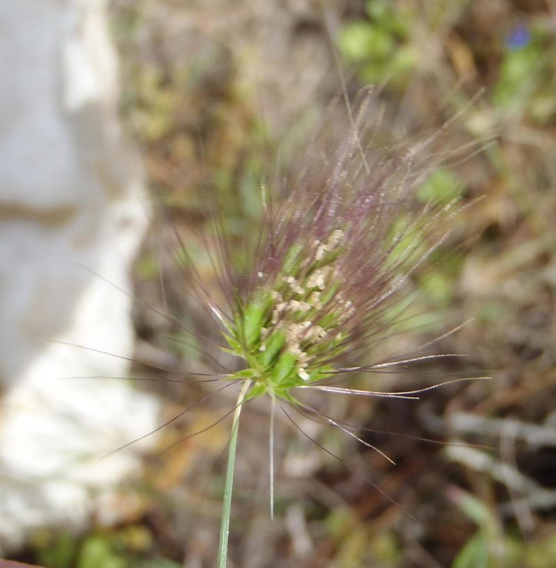 Cynosurus coloratus, photographed by Nicola van Berkel