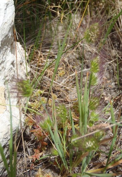 Cynosurus coloratus, photographed by Nicola van Berkel