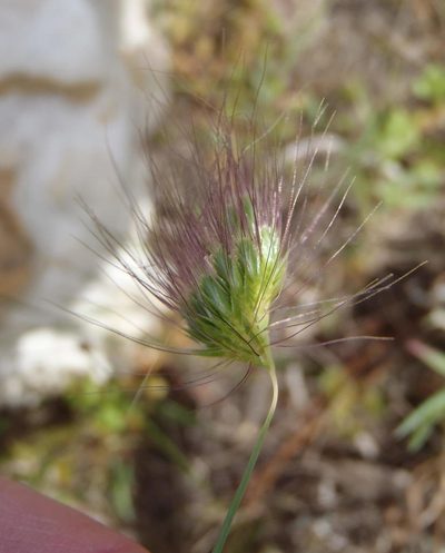 Cynosurus coloratus, photographed by Nicola van Berkel