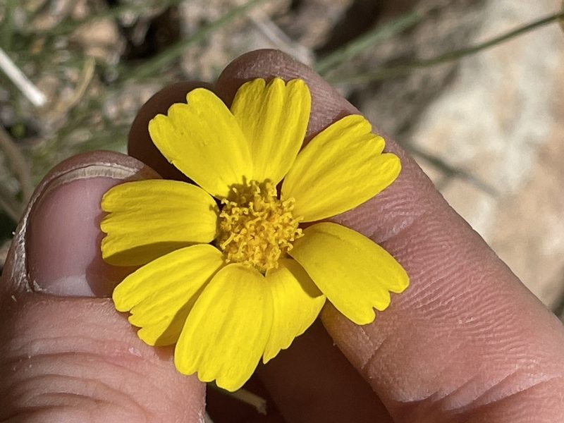 Tetraneuris ivesiana, photographed by Bobby McCabe