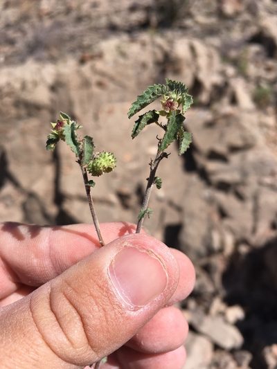Ayenia microphylla, photographed by Cecelia Alexander