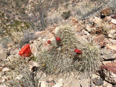 Echinocereus coccineus, photographed by Cecelia Alexander