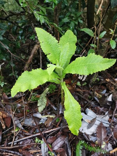 Senecio cymosus, photographed by Inao Vasquez