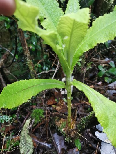 Senecio cymosus, photographed by Inao Vasquez