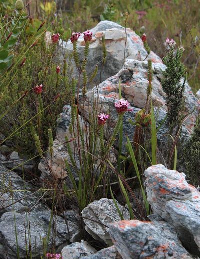 Penaea speciosa, photographed by Tony Rebelo
