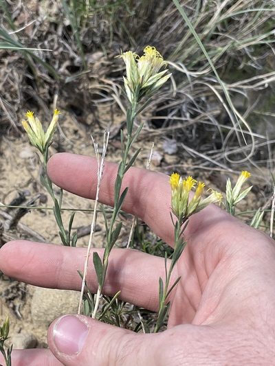 Chrysothamnus depressus, photographed by Bobby McCabe