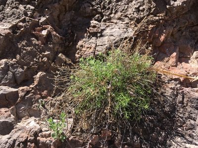 Perityle staurophylla, photographed by Cecelia Alexander