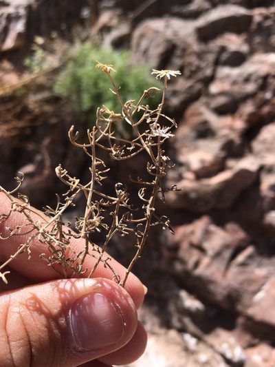 Perityle staurophylla, photographed by Cecelia Alexander