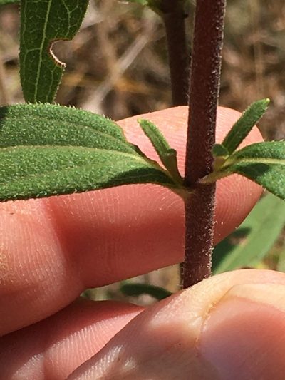 Helianthus schweinitzii, photographed by Becky Dill