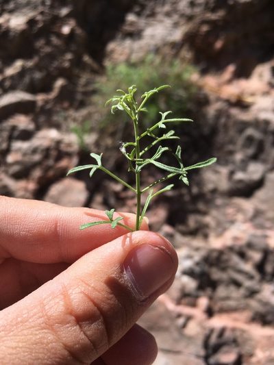 Perityle staurophylla, photographed by Cecelia Alexander