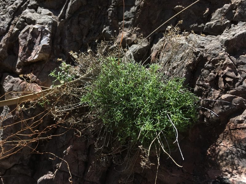 Perityle staurophylla, photographed by Cecelia Alexander