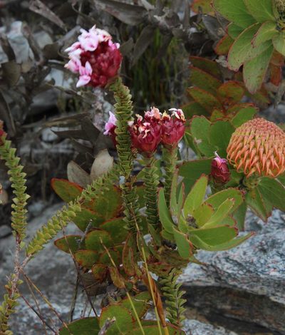 Penaea speciosa, photographed by Tony Rebelo