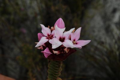 Penaea speciosa, photographed by Tony Rebelo