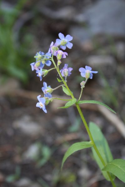 Hackelia nervosa, photographed by Scott Loarie