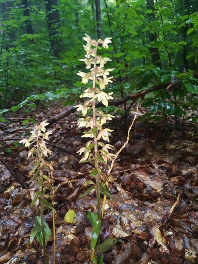 Epipactis purpurata, photographed by Christina s.l.
