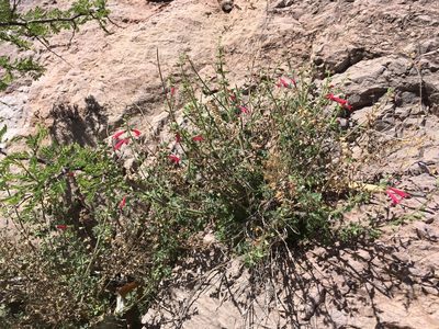 Salvia henryi, photographed by Cecelia Alexander