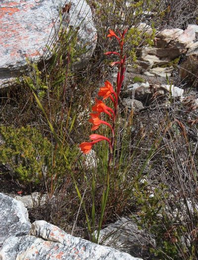 Watsonia stenosiphon, photographed by Tony Rebelo