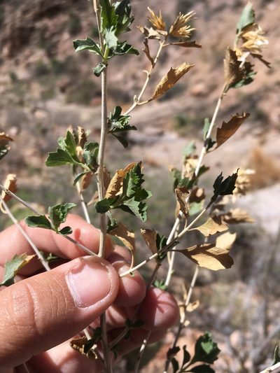 Brickellia baccharidea, photographed by Cecelia Alexander