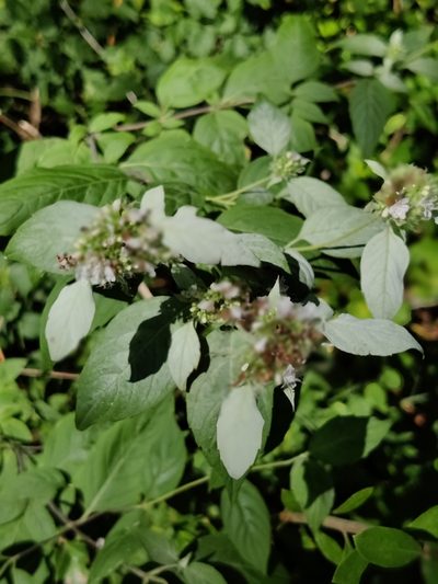 Pycnanthemum loomisii, photographed by Niyan Shehan