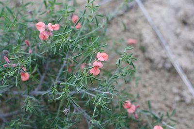 Indigofera candicans, photographed by Paul Hoekman