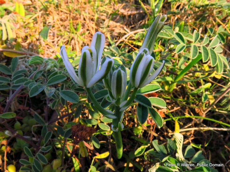 Albuca nelsonii, photographed by Peter Warren