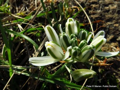 Albuca nelsonii, photographed by Peter Warren