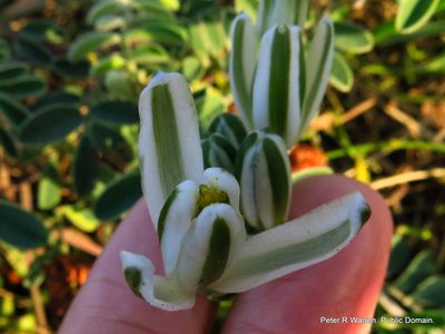 Albuca nelsonii, photographed by Peter Warren