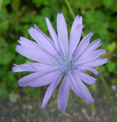Lactuca macrophylla, photographed by Jon Mortin