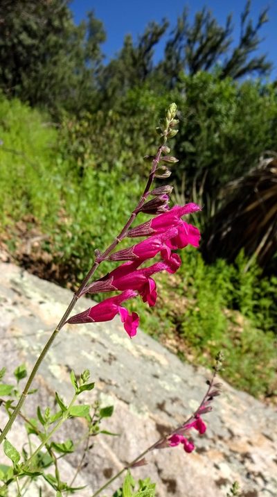 Salvia microphylla, photographed by Andrew Tree