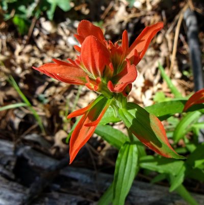 Castilleja nelsonii, photographed by Andrew Tree